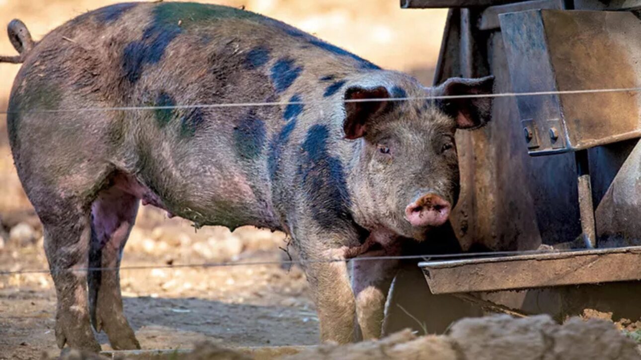 La carne de cerdo caipira gana fuerza en el mercado gourmet al unir marmoleo, terroir alimentario y manejo que la porcino cultura industrial no replica.