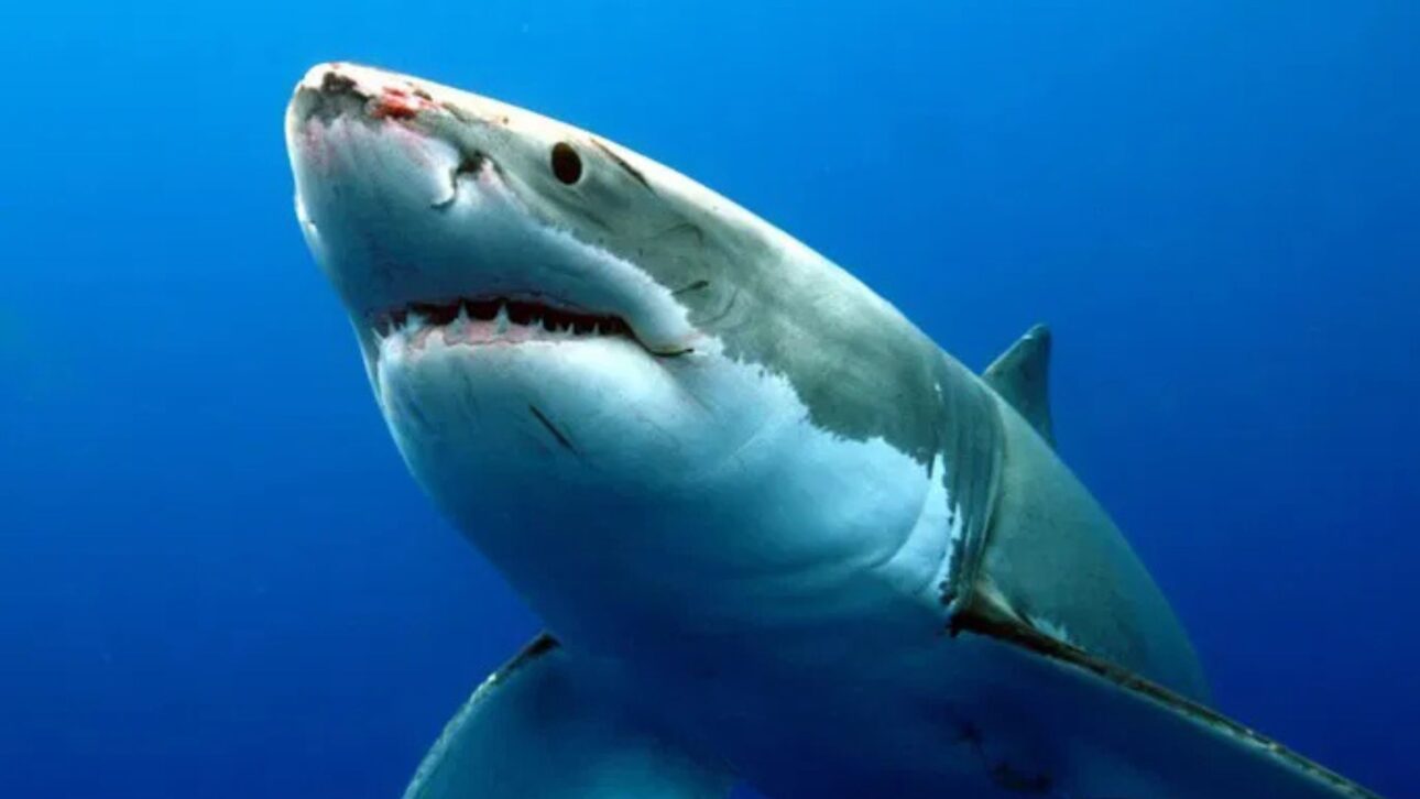 Estudio muestra que tiburones blancos cambian la dentición al alcanzar 3 metros, creando dientes más anchos y serrados para presas mayores.