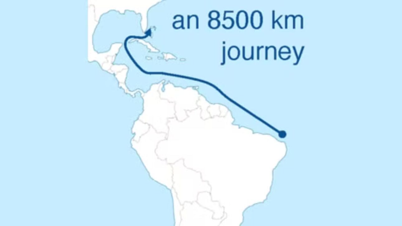Investigación Revela Que Petróleo Derramado En Brasil En 2019 Recorrió 8,5 Mil Km Por El Océano Y Fue Encontrado En La Costa De Florida, En EE.UU.