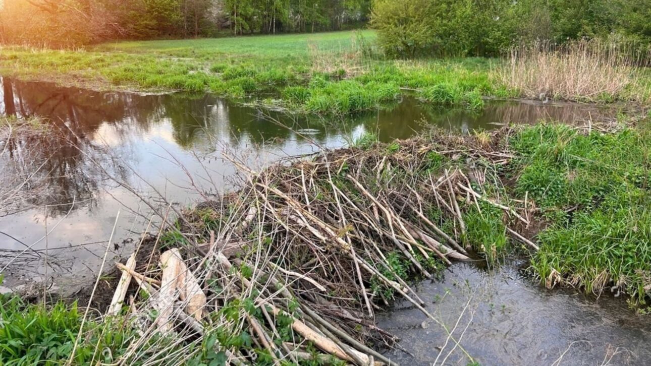 Los ganaderos utilizan “represas inspiradas en castores” para reducir la erosión, retener agua en el arroyo y recuperar pastizales a bajo costo.