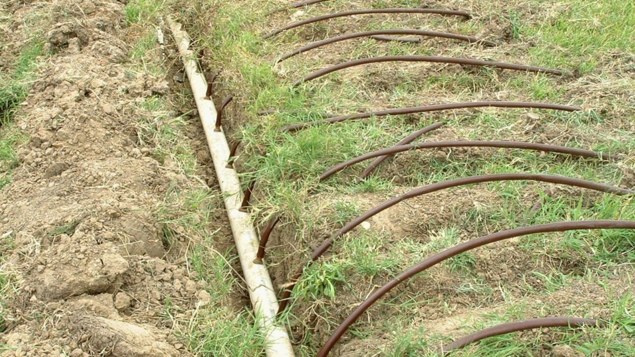 Técnica PRD irriga sólo un lado de las raíces por vez, reduce la transpiración y puede ahorrar hasta el 50% de agua manteniendo la productividad.