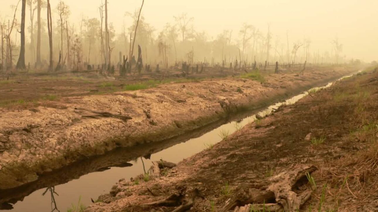 Drenaje de turberas en Indonesia transformó el suelo en combustible, intensificó incendios, dispersó humo regional y amplió emisiones de carbono.