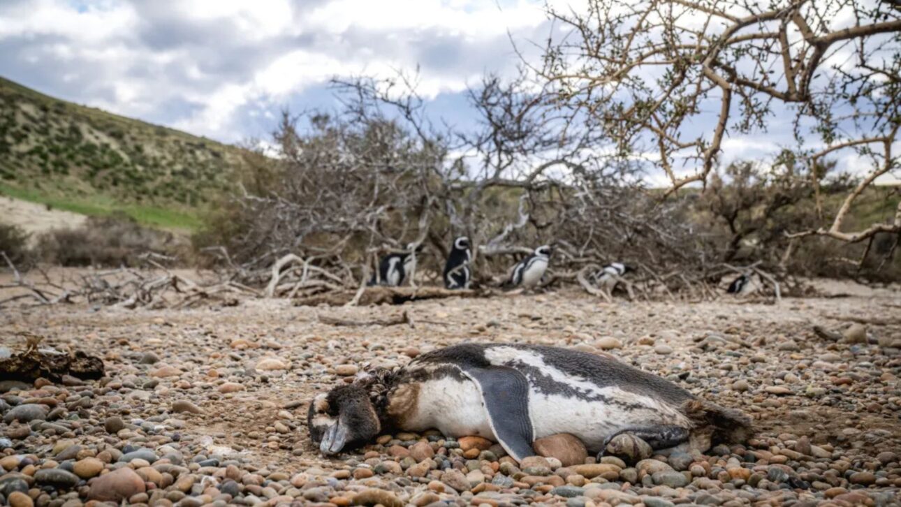 La Recuperación de los Pumas en la Patagonia Expone un Efecto Inesperado de la Conservación al Aumentar los Ataques a Pingüinos y Crear un Dilema Ético para Científicos.
