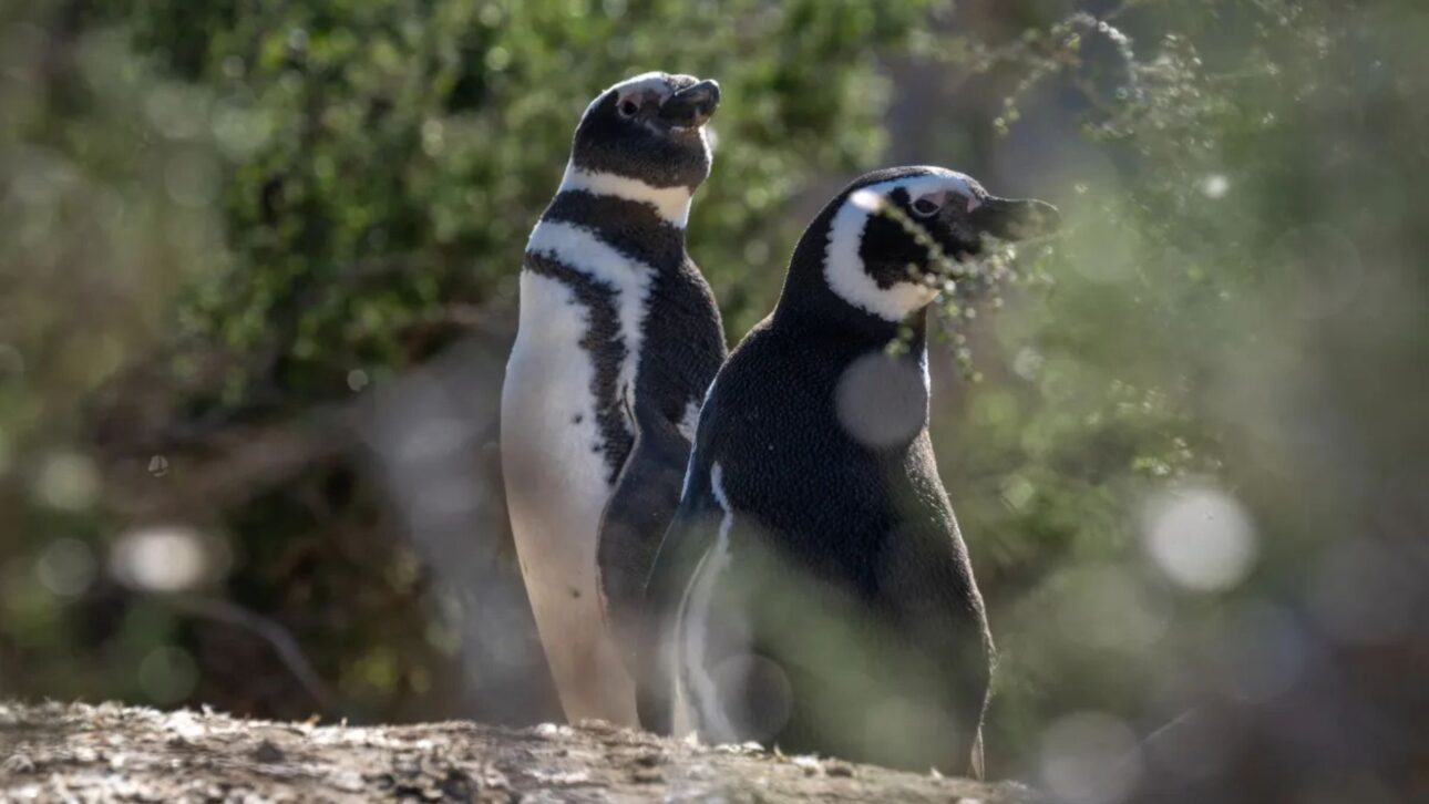 La Recuperación de los Pumas en la Patagonia Expone un Efecto Inesperado de la Conservación al Aumentar los Ataques a Pingüinos y Crear un Dilema Ético para Científicos.
