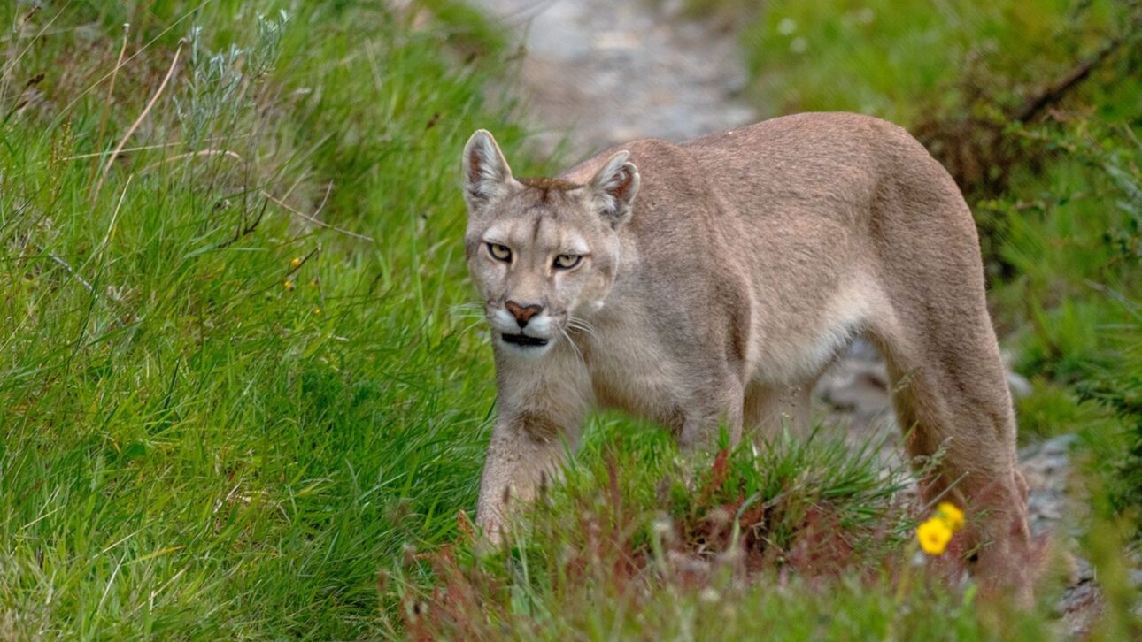 La Recuperación de los Pumas en la Patagonia Expone un Efecto Inesperado de la Conservación al Aumentar los Ataques a Pingüinos y Crear un Dilema Ético para Científicos.