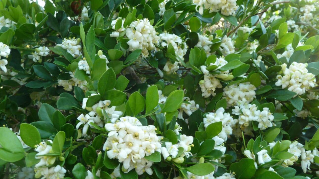 Murta, amapola, espatódea y noni están bajo restricciones en Brasil y pueden generar multa. Entienda lo que dice la legislación actual.