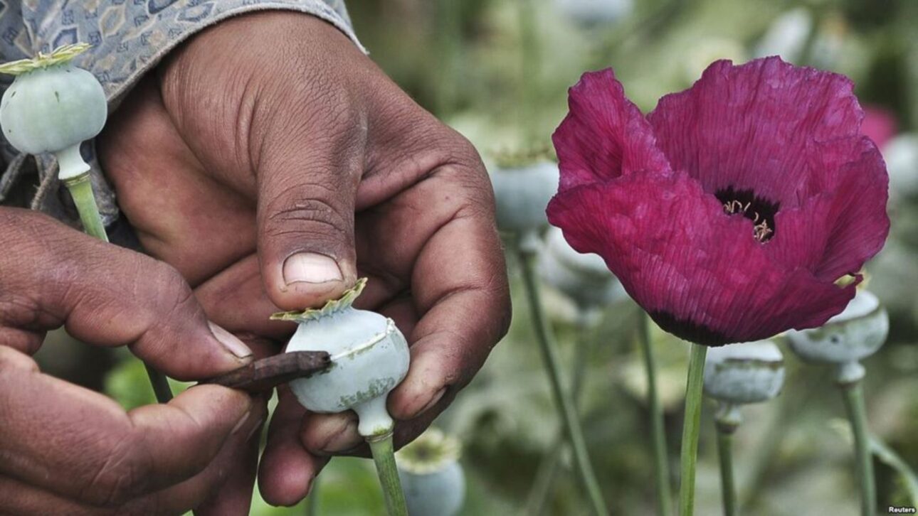 Murta, amapola, espatódea y noni están bajo restricciones en Brasil y pueden generar multa. Entienda lo que dice la legislación actual.
