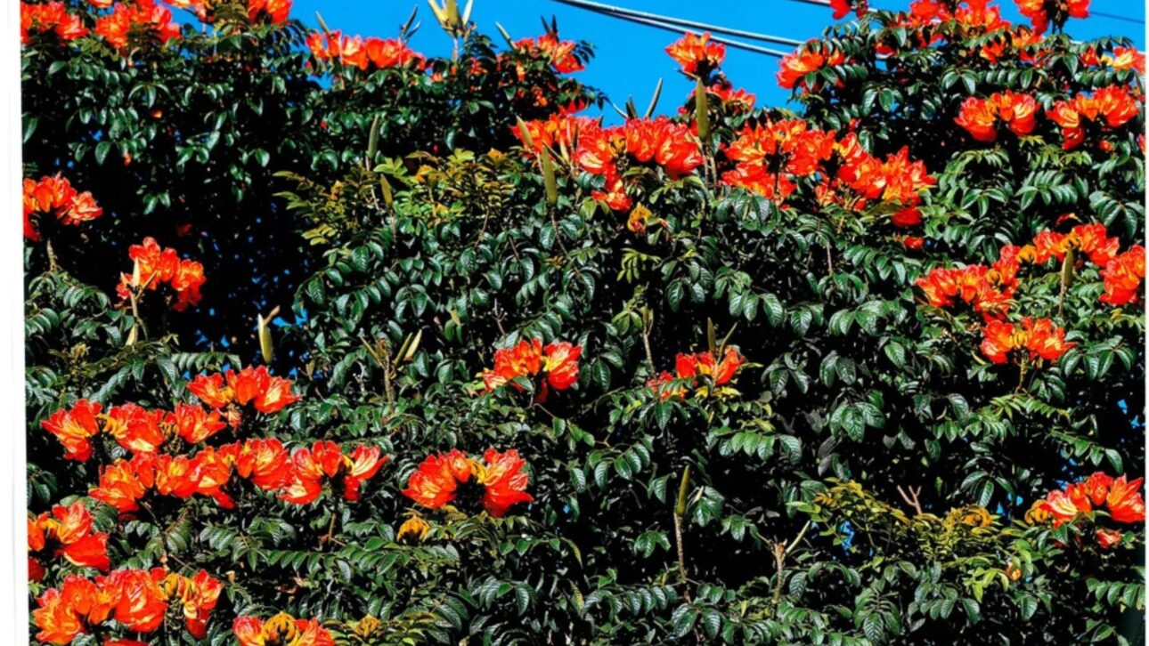 Murta, amapola, espatódea y noni están bajo restrições en Brasil y pueden generar multa. Entenda lo que dice la legislación actual.