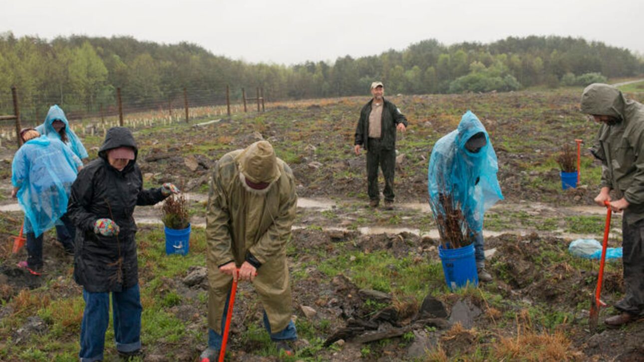 Reforestación transforma minas de carbón en los Apalaches con descompactación profunda y millones de árboles nativos plantados.