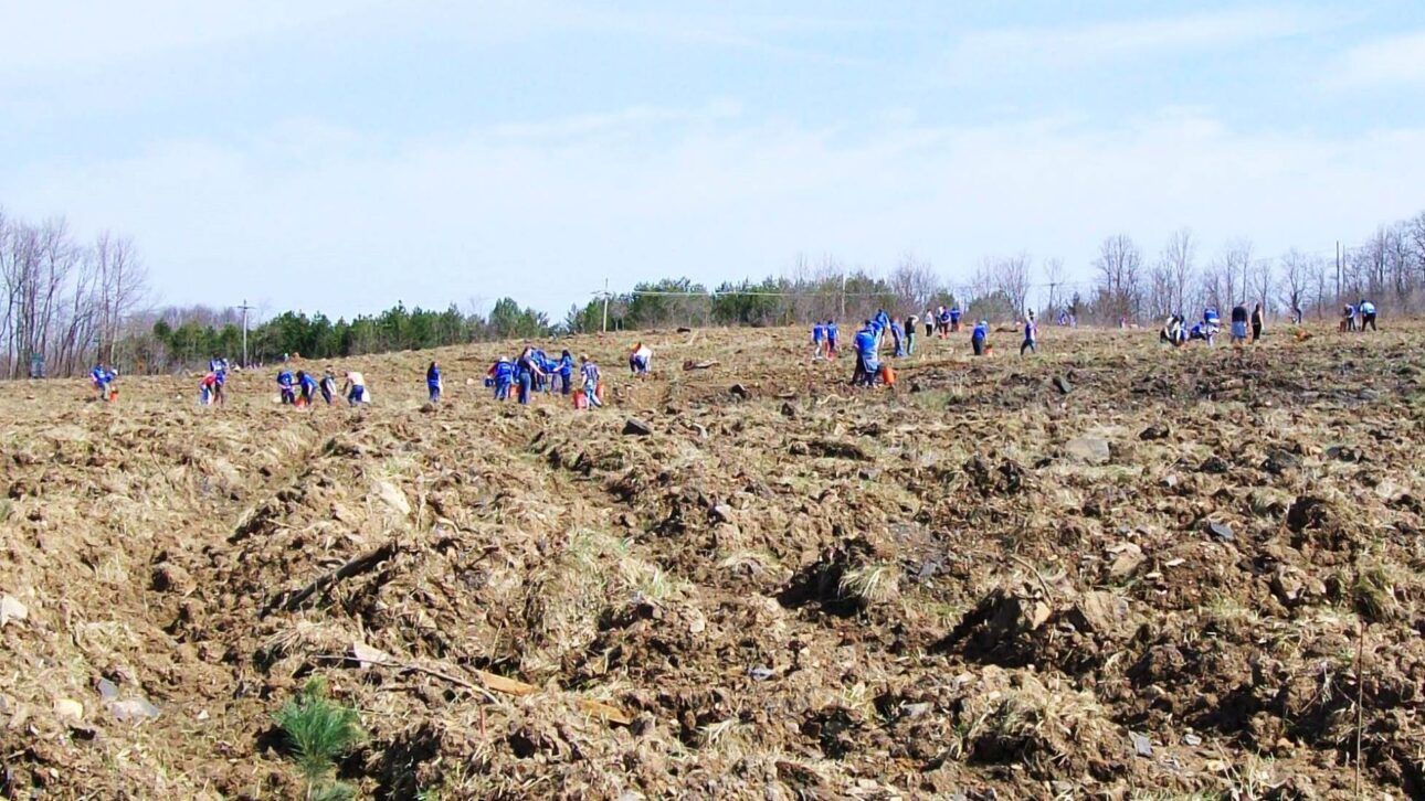 Reforestación transforma minas de carbón en los Apalaches con descompactación profunda y millones de árboles nativos plantados.