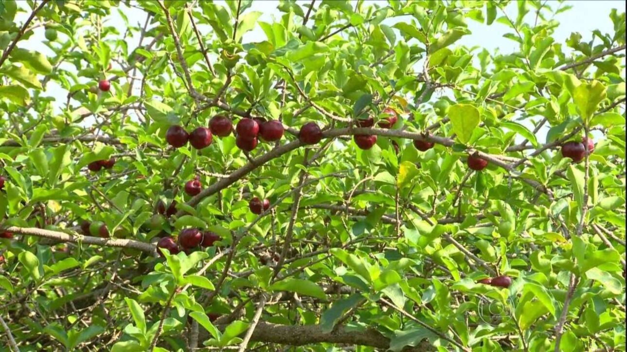 Ciudad del interior de SP transformó la acerola en motor económico, con agroindustrias, agricultura familiar y proyección regional.