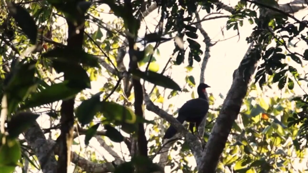 Productor en Piracaia transforma pasto degradado en agroforestería con café y árboles nativos y mejora infiltración en el entorno del Cantareira.