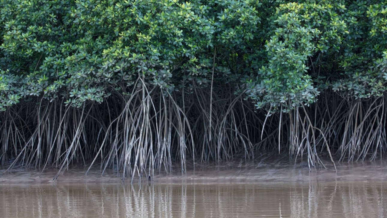 Brasil abriga 679 km do maior cinturão contínuo de manguezais do mundo entre Pará e Maranhão, área que protege o litoral contra erosão e extremos.