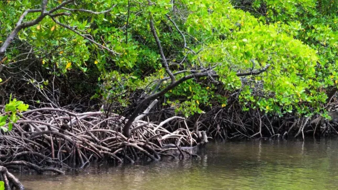 Brasil abriga 679 km do maior cinturão contínuo de manguezais do mundo entre Pará e Maranhão, área que protege o litoral contra erosão e extremos.