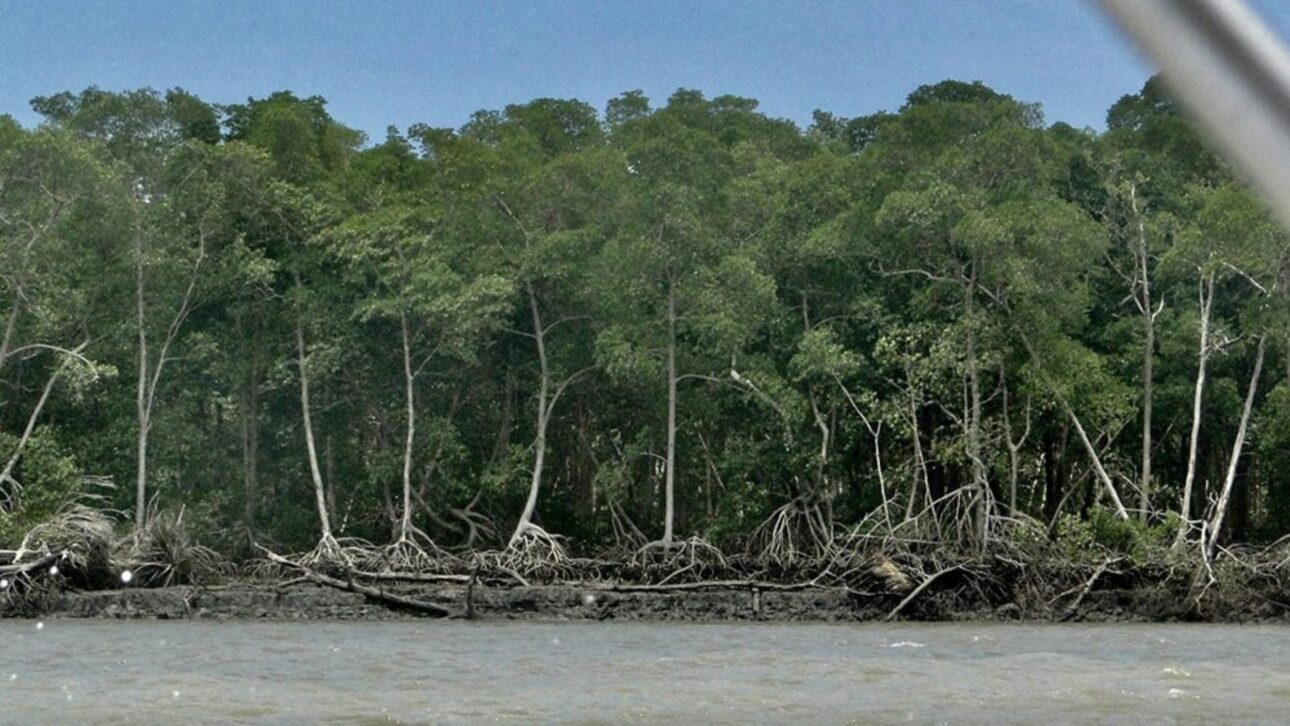 Brasil abriga 679 km do maior cinturão contínuo de manguezais do mundo entre Pará e Maranhão, área que protege o litoral contra erosão e extremos.