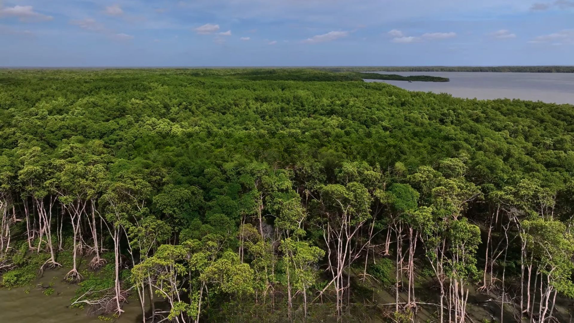 Brasil abriga 679 km do maior cinturão contínuo de manguezais do mundo entre Pará e Maranhão, área que protege o litoral contra erosão e extremos.