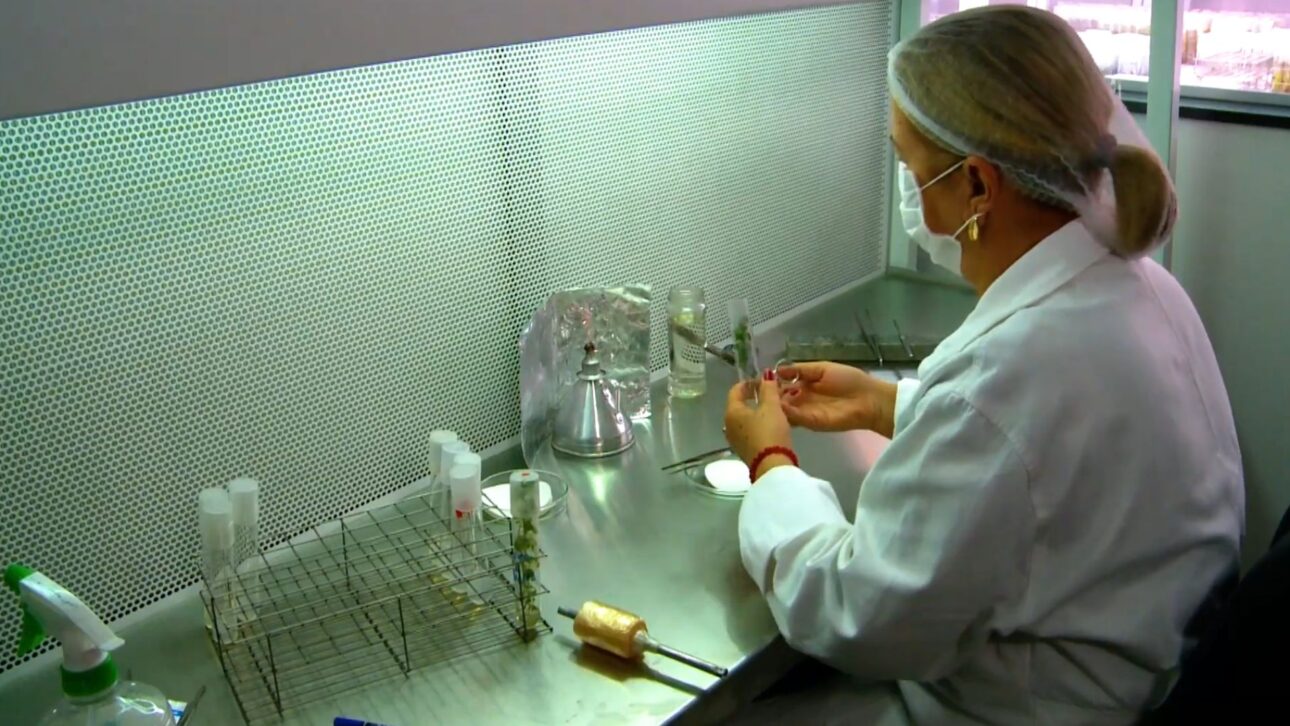 Brasil alberga uno de los mayores bancos genéticos del mundo, con 750 mil semillas y criopreservación a -180°C para proteger la agricultura.