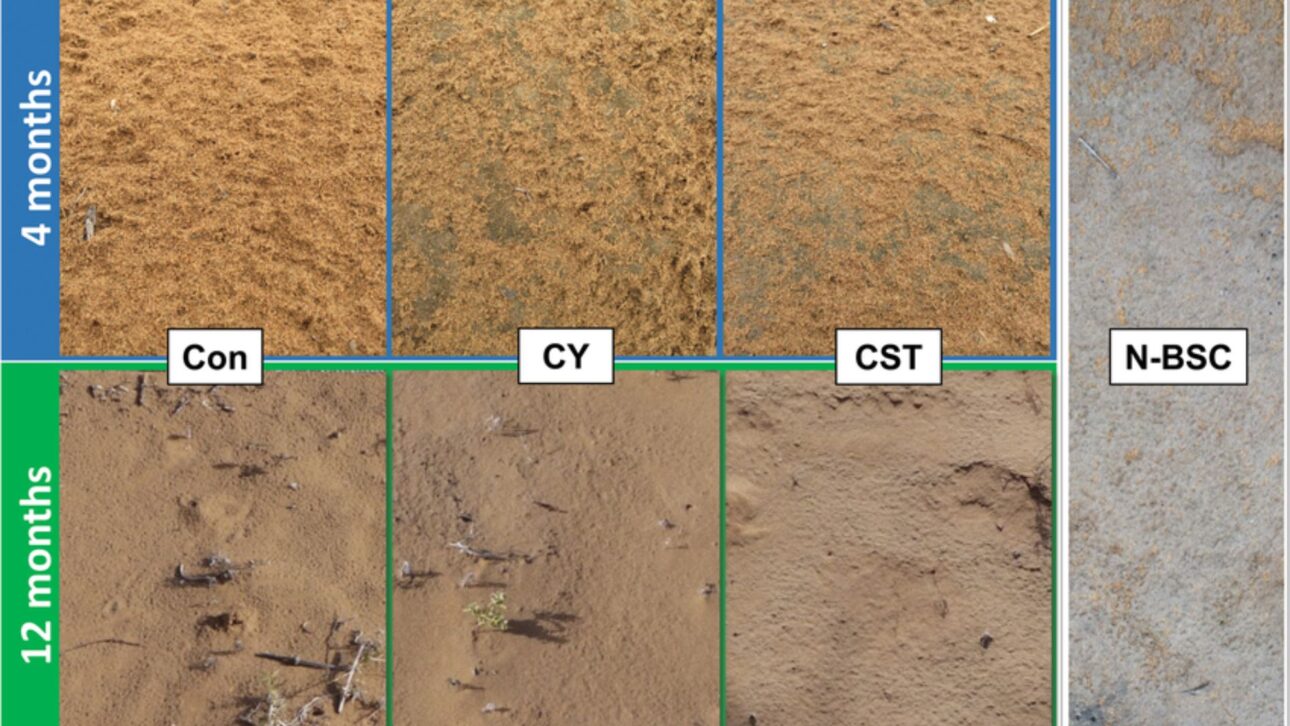 Costras bacterianas formadas em laboratório e campo próximo ao deserto, estabilizando areia com cianobactérias e reduzindo erosão. (Imagem: fotos de crostas bacterianas em teste de campo e solo tratado).