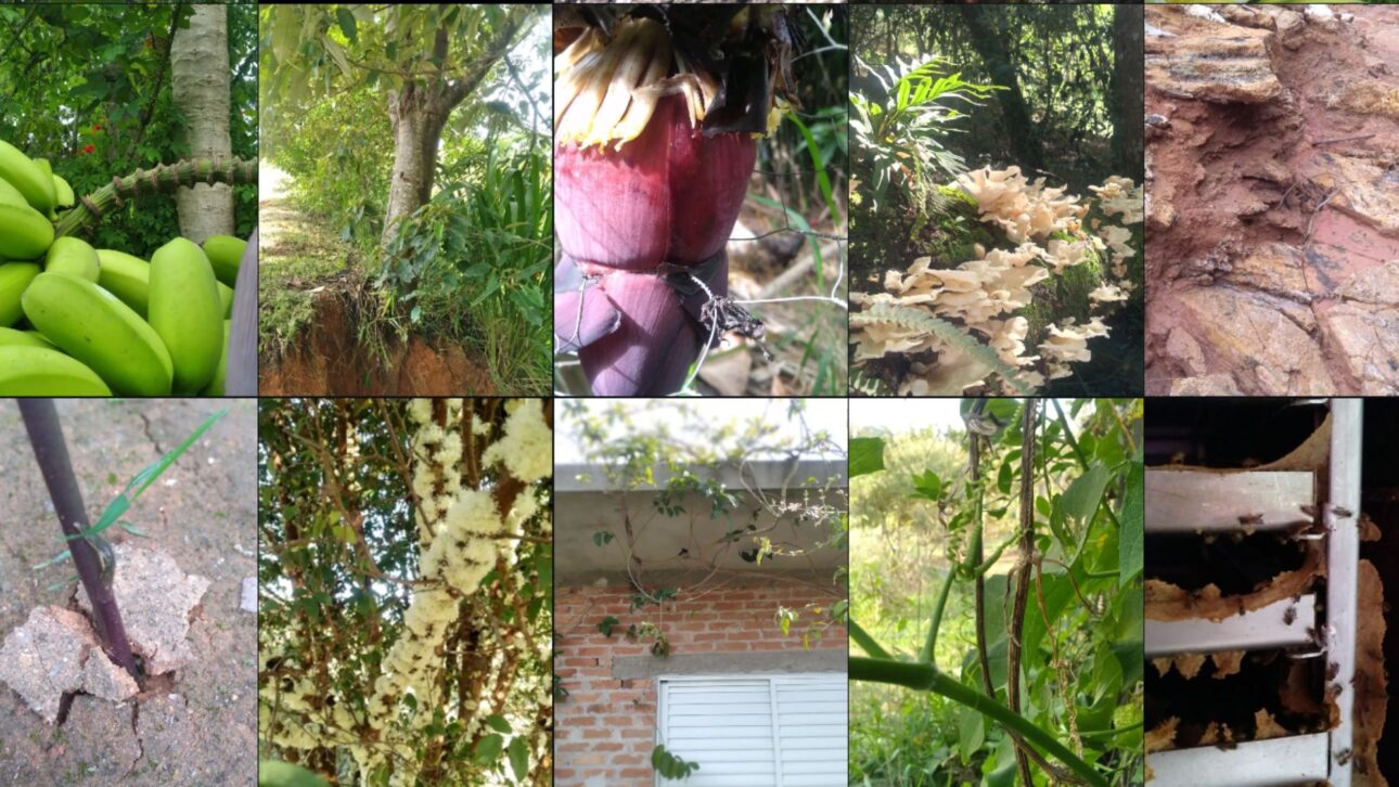 Agroforestería en el Sistema Cantareira recupera suelo degradado con café y especies nativas en un área afectada por la crisis hídrica en SP. (Imagen/ reproducción Instagram)