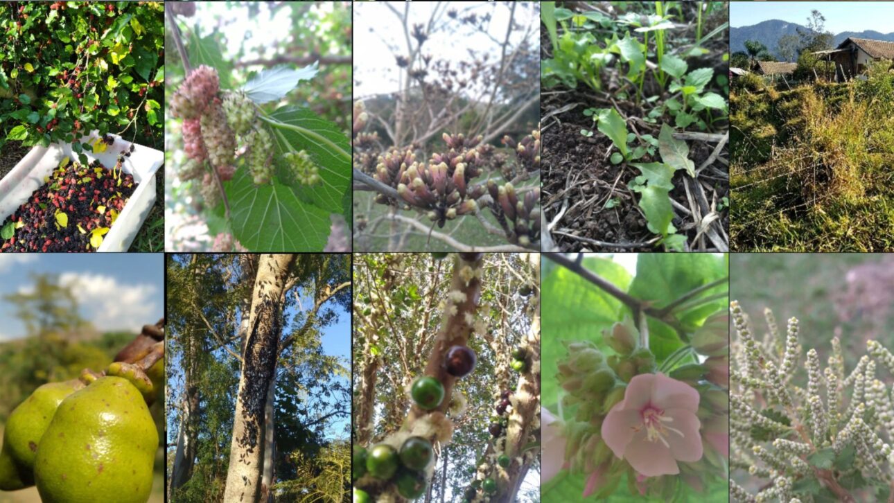 Agroforestería en el Sistema Cantareira recupera suelo degradado con café y especies nativas en un área afectada por la crisis hídrica en SP. (Imagen/ reproducción Instagram)