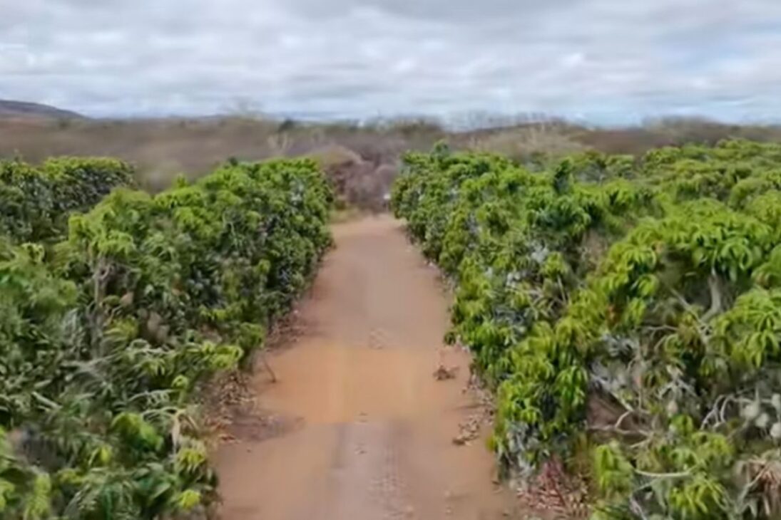 En El Valle del São Francisco, la irrigación del São Francisco transforma la Caatinga en mar de uvas y hace de Petrolina y Juazeiro un polo exportador de frutas.