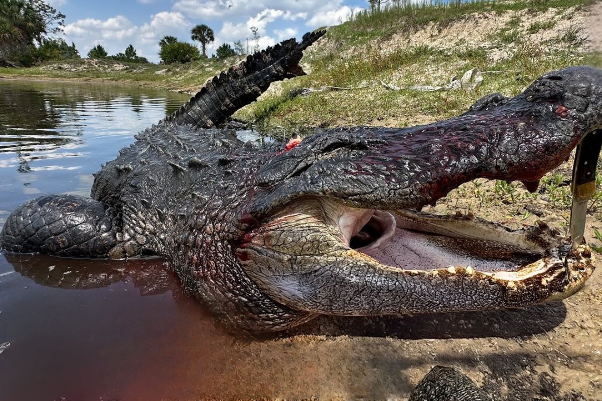 jacaré-monstro vira caso de manejo após caçada em fazenda durante seca, com medidas, contexto rural e impactos na segurança e no ecossistema.