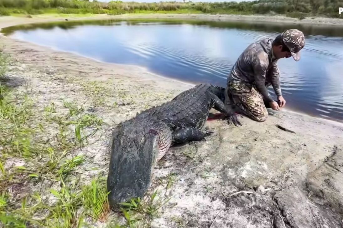 el cocodrilo gigante se convierte en un caso de manejo tras cacería en granja durante sequía, con medidas, contexto rural e impactos en la seguridad y el ecosistema.