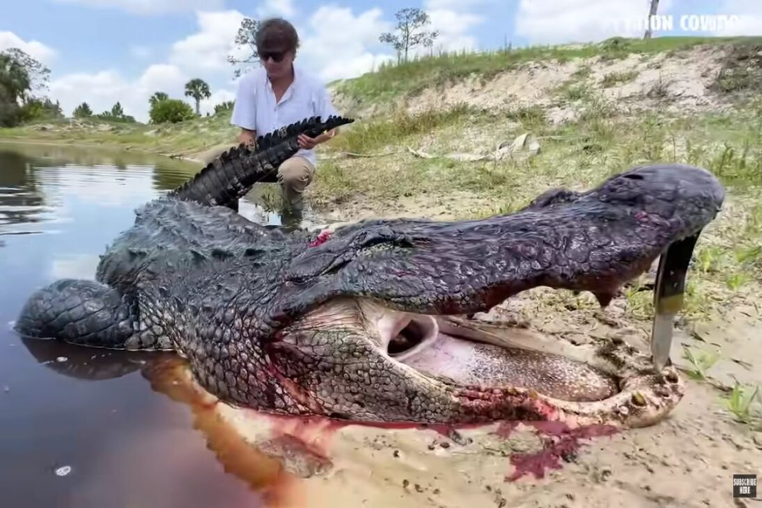 el cocodrilo gigante se convierte en un caso de manejo tras cacería en granja durante sequía, con medidas, contexto rural e impactos en la seguridad y el ecosistema.