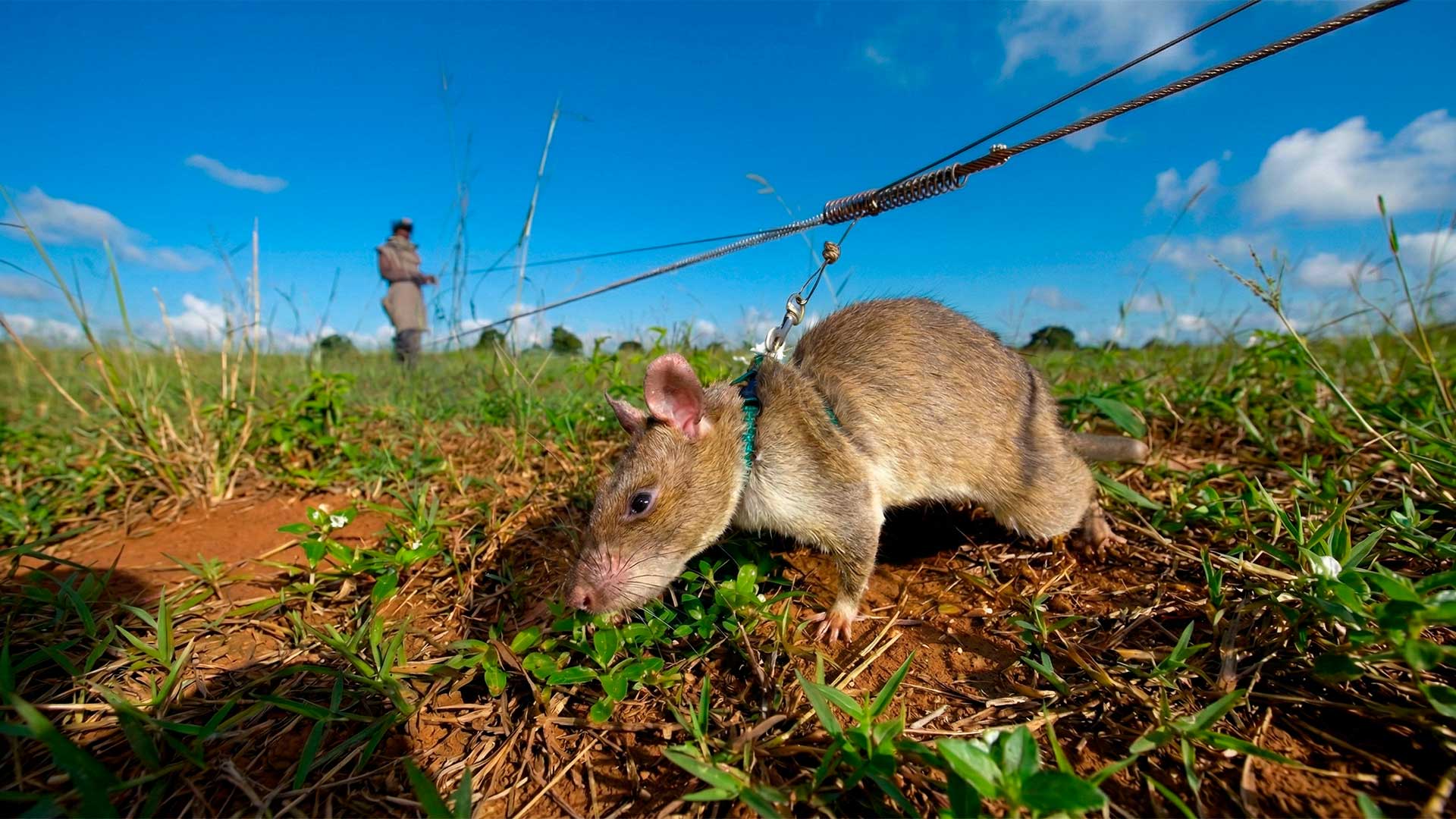 Maiores que um gato, os HeroRATs já limparam uma área maior que Paris inteira de minas terrestres, e nenhum robô no mundo consegue fazer isso ainda