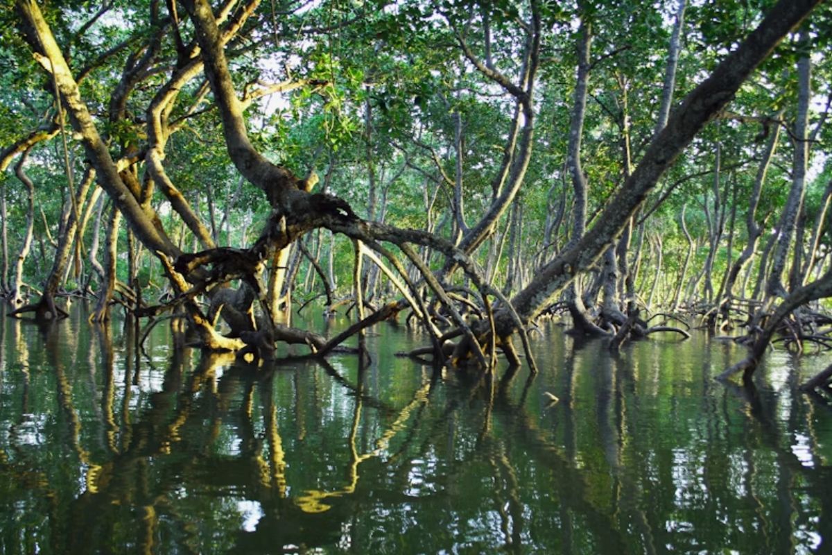 Manguezais viram armadilhas silenciosas de plástico estudo na Colômbia encontra até 2,5 resíduos por m², lixo preso por décadas, microplásticos na comida