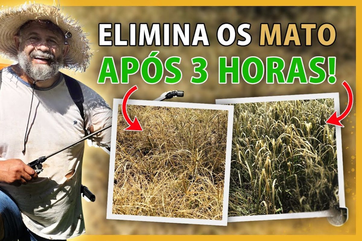 Mata-mato caseiro com vinagre branco e detergente neutro, mirando pé de galinha e incluindo ureia agrícola, promete efeito rápido, mas levanta dúvidas sobre eficácia, segurança e impacto no solo em uso doméstico.