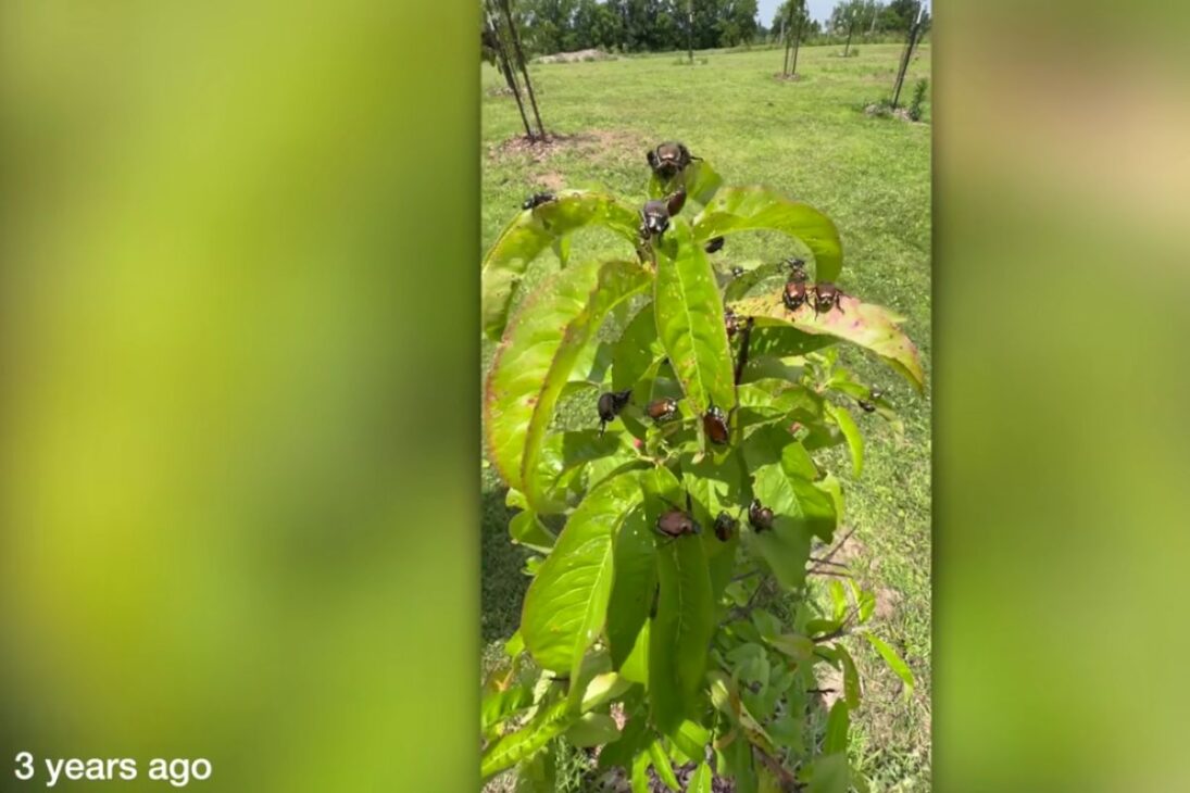 Escarabajos japoneses llenan trampas para proteger el huerto y se convierten en alimento en el gallinero, en una rutina de control de plagas que reduce costos y expone el lado más práctico del combate en el campo.