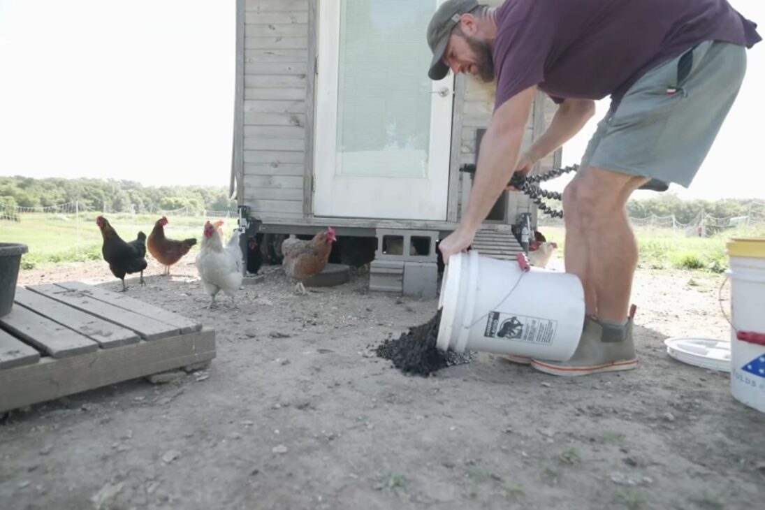 Escarabajos japoneses llenan trampas para proteger el huerto y se convierten en alimento en el gallinero, en una rutina de control de plagas que reduce costos y expone el lado más práctico del combate en el campo.