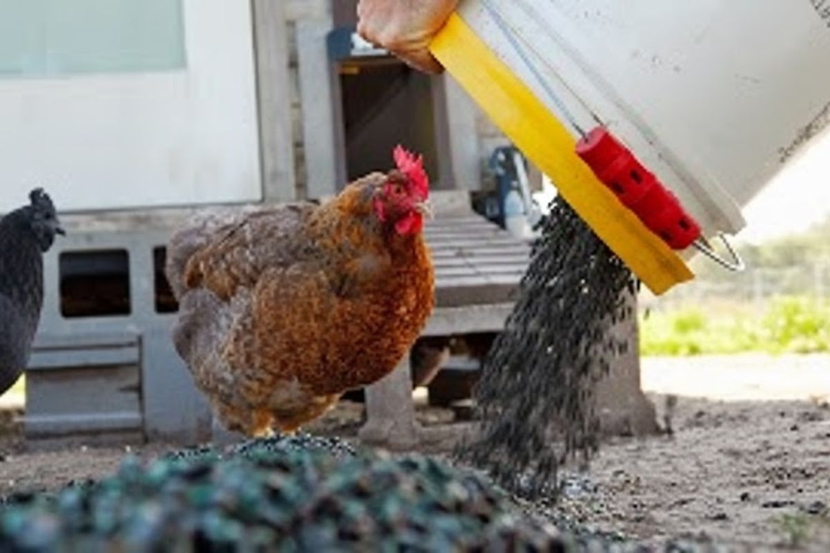 Besouros japoneses lotam armadilhas para proteger o pomar e viram alimento no galinheiro, em uma rotina de controle de pragas que reduz custos e expõe o lado mais prático do combate no campo.