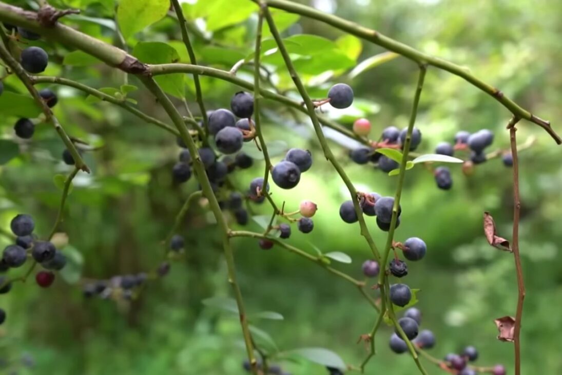 Arándano en la Serra Gaúcha se convierte en ingreso en Flores da Cunha con cosecha manual, agroindustria y turismo rural, en una propiedad que apuesta desde 2003, enfrenta la importación de 80% del consumo y transforma excedente en mermeladas, cafés y experiencias en el campo.