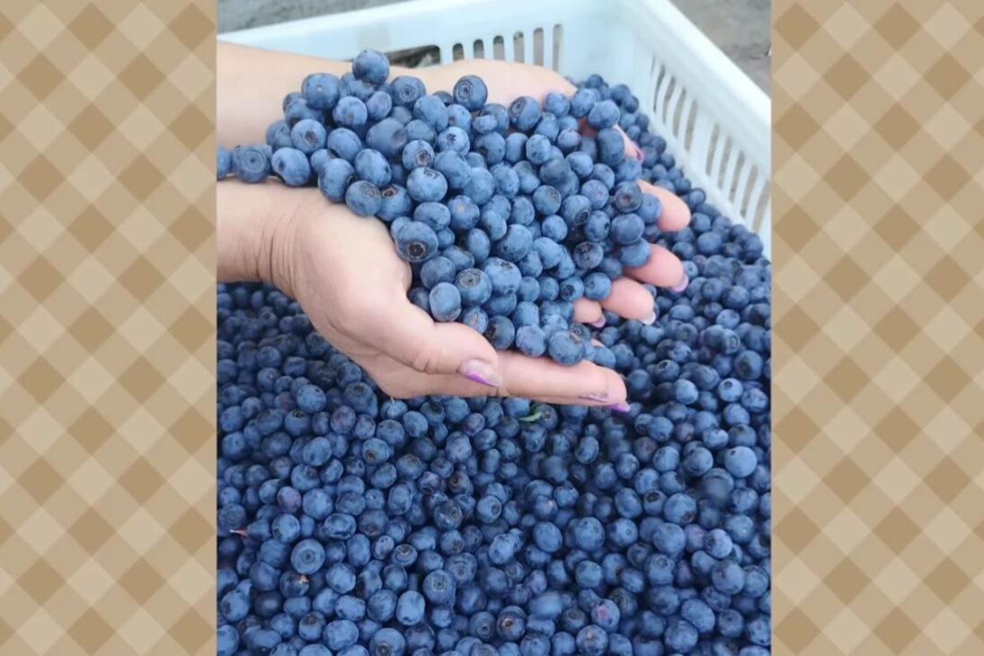 Arándano en la Serra Gaúcha se convierte en ingreso en Flores da Cunha con cosecha manual, agroindustria y turismo rural, en una propiedad que apuesta desde 2003, enfrenta la importación de 80% del consumo y transforma excedente en mermeladas, cafés y experiencias en el campo.