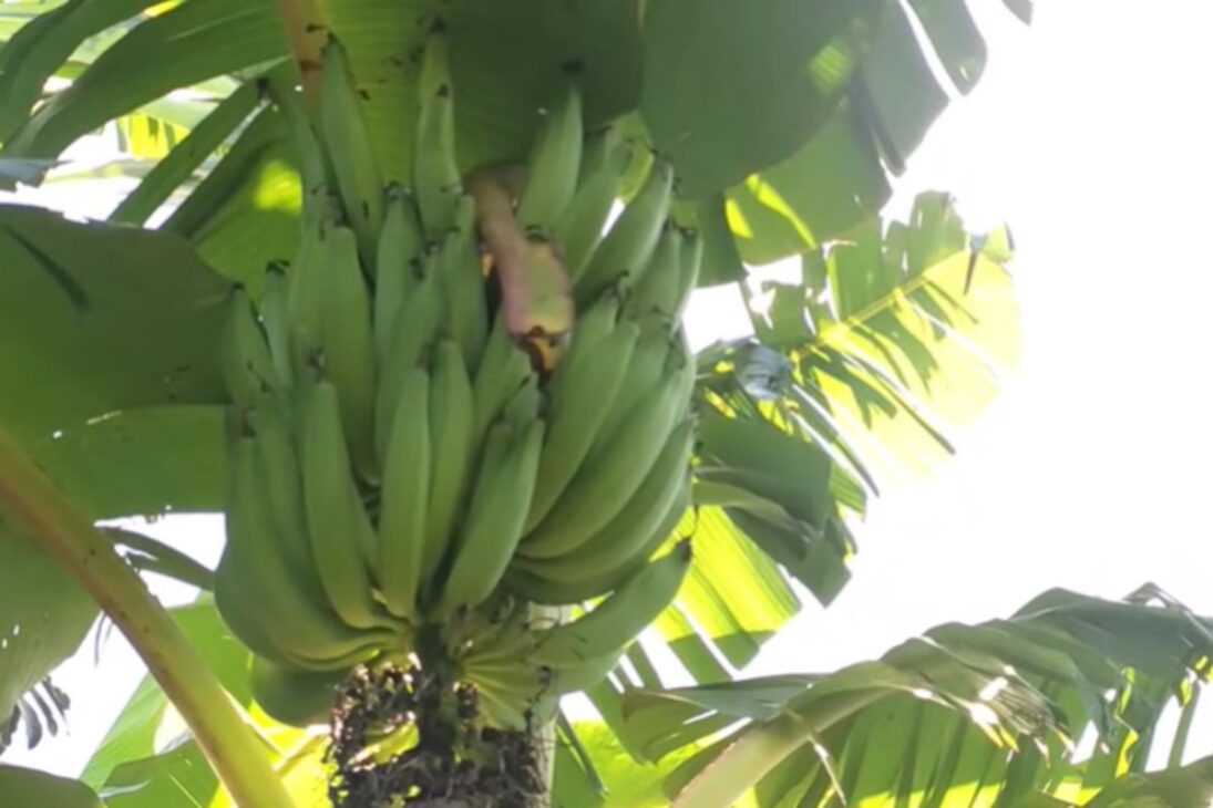 Historia de agroforesta en la agricultura familiar muestra recuperación de suelo, crea tierra negra y genera abundancia de alimentos en un sitio.
