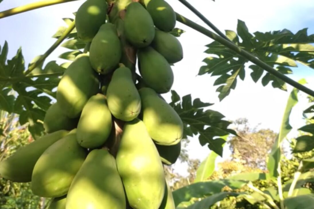 Historia de agroforesta en la agricultura familiar muestra recuperación de suelo, crea tierra negra y genera abundancia de alimentos en un sitio.
