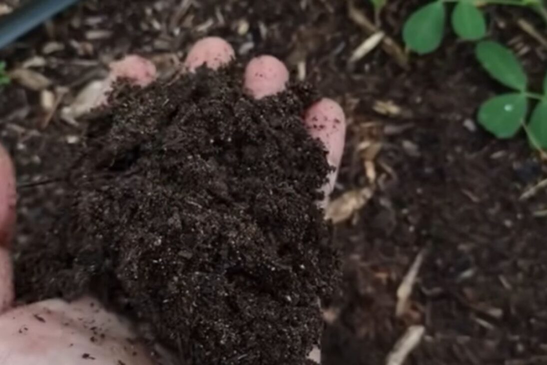 Historia de agroforesta en la agricultura familiar muestra recuperación de suelo, crea tierra negra y genera abundancia de alimentos en un sitio.