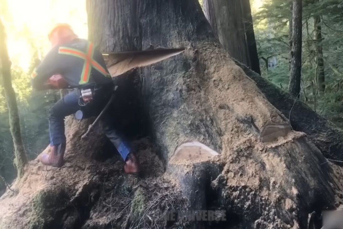 En los árboles más grandes del norte, Canadá combina tala milimétrica, transporte pesado con Pacific P16 y una fábrica casi automática para transformar troncos en vigas LVL largas y certificadas, exponiendo ganancias de eficiencia y el costo real de la escala.