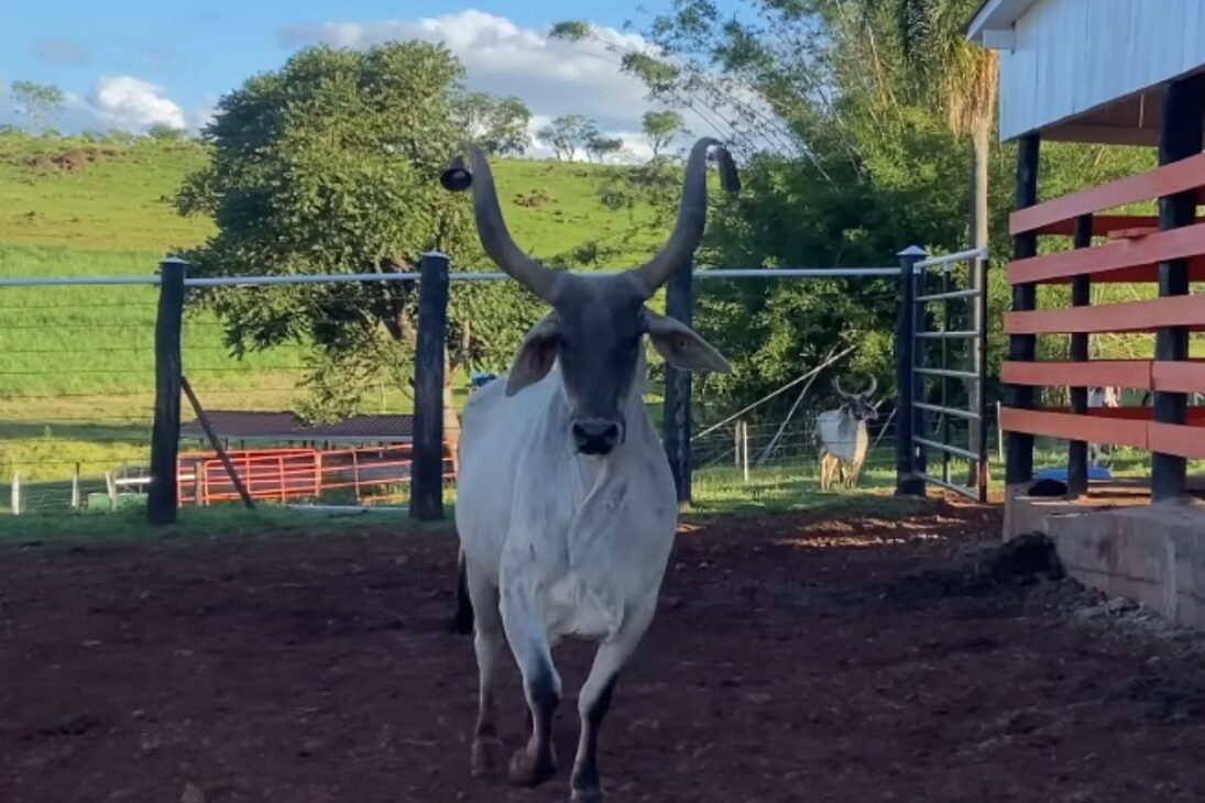 En video real, la finca reacciona a los ataques de jaguar usando una vaca Guzerá con peligros de alerta como espanta jaguar para proteger terneros.