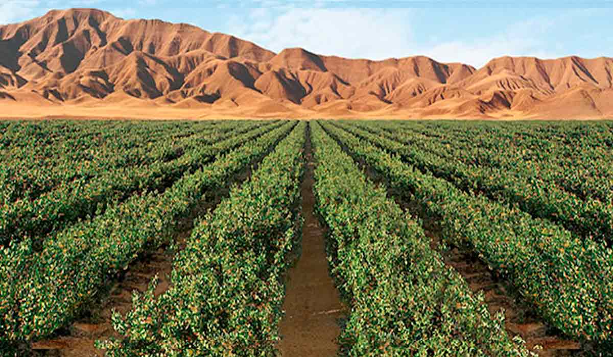 Cultivo de pistache (Imagen: Reproducción)