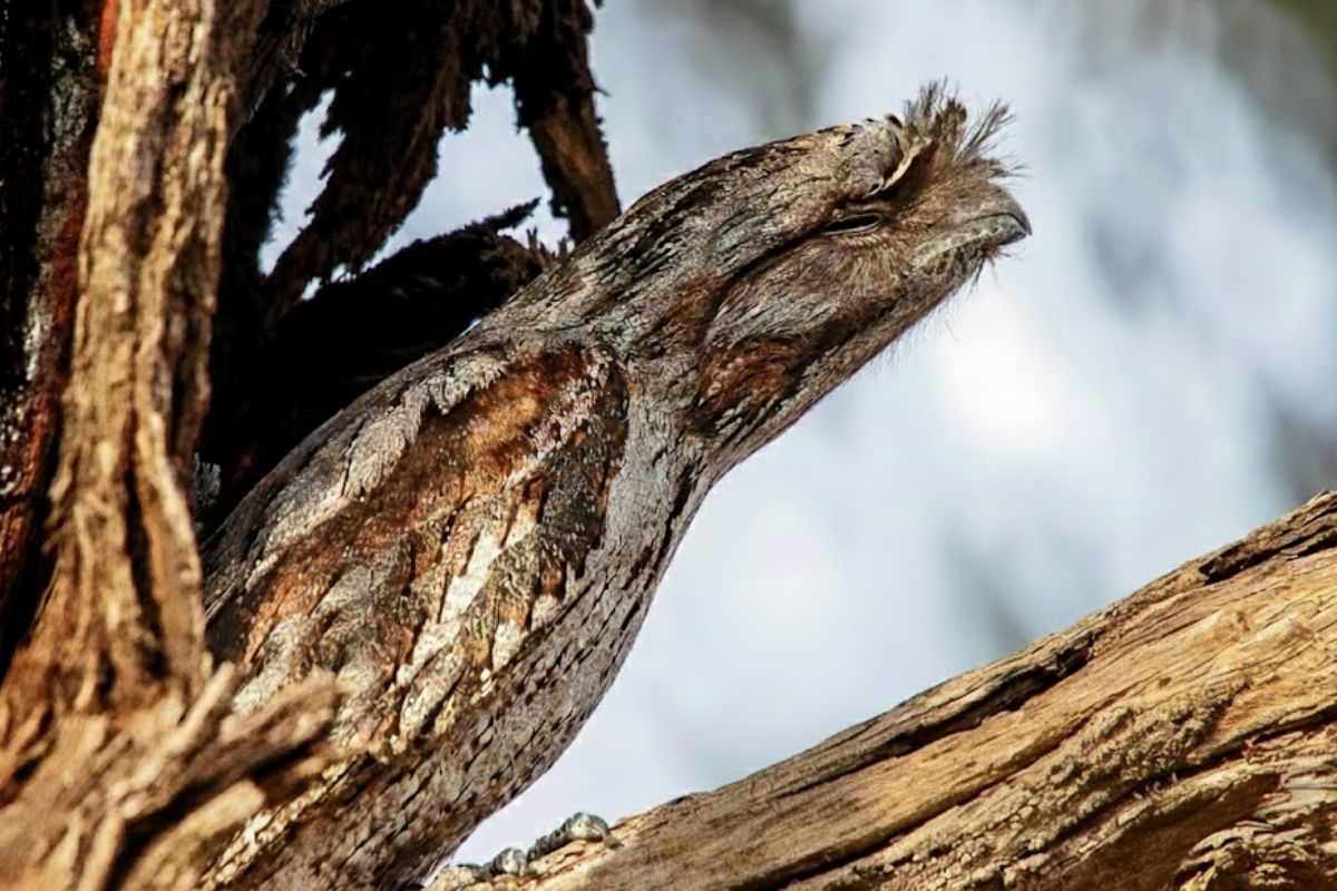 podargo-boca-de-sapo na Austrália: camuflagem, boca e olhos explicam como ele caça no escuro e some nas árvores.