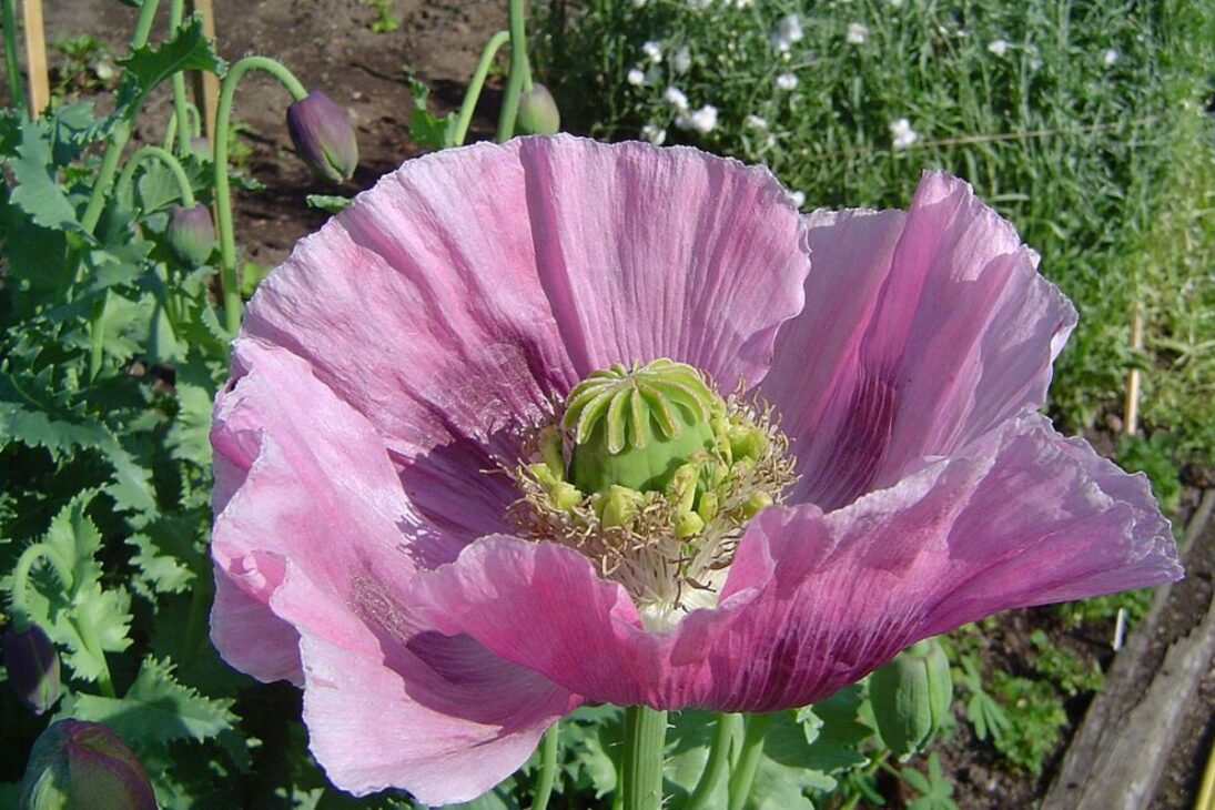 En el jardín, plantas populares, plantas tóxicas, plantas venenosas en el jardín, plantas prohibidas y plantas ornamentales peligrosas pueden pasar desapercibidas.