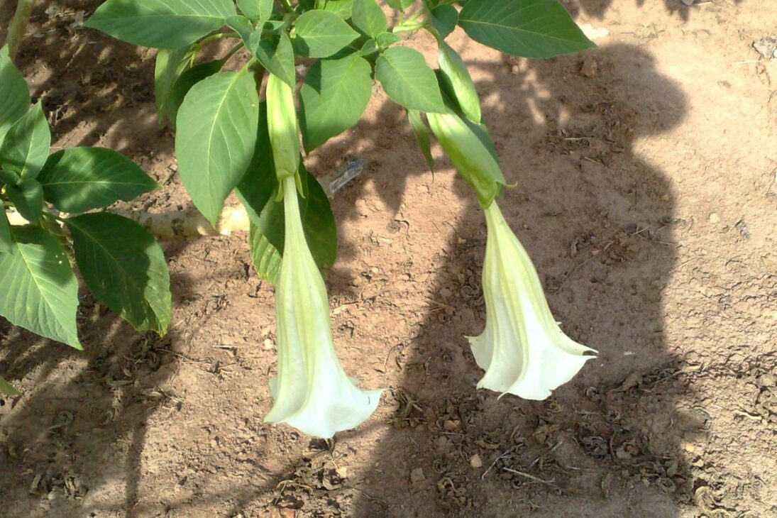 En el jardín, plantas populares, plantas tóxicas, plantas venenosas en el jardín, plantas prohibidas y plantas ornamentales peligrosas pueden pasar desapercibidas.