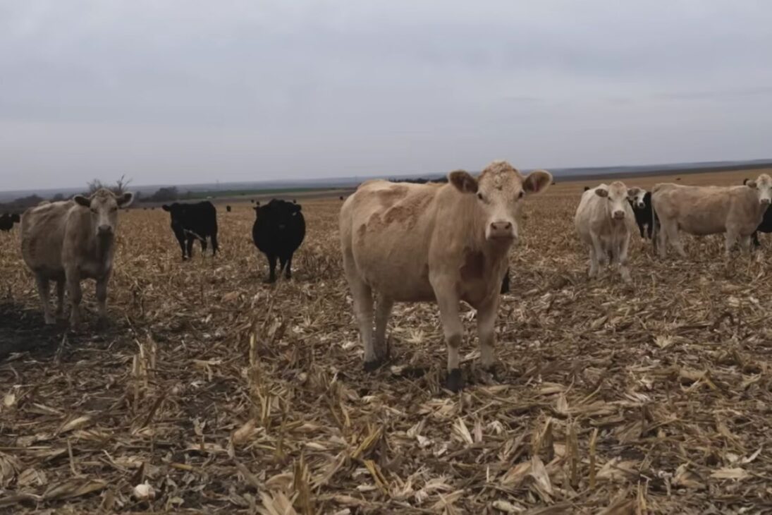 En los Estados Unidos, los precios de la carne se disparan mientras ganaderos y granjas familiares acumulan pérdidas, la carne de res se encarece en las estanterías y grandes frigoríficos concentran poder sobre toda la cadena.