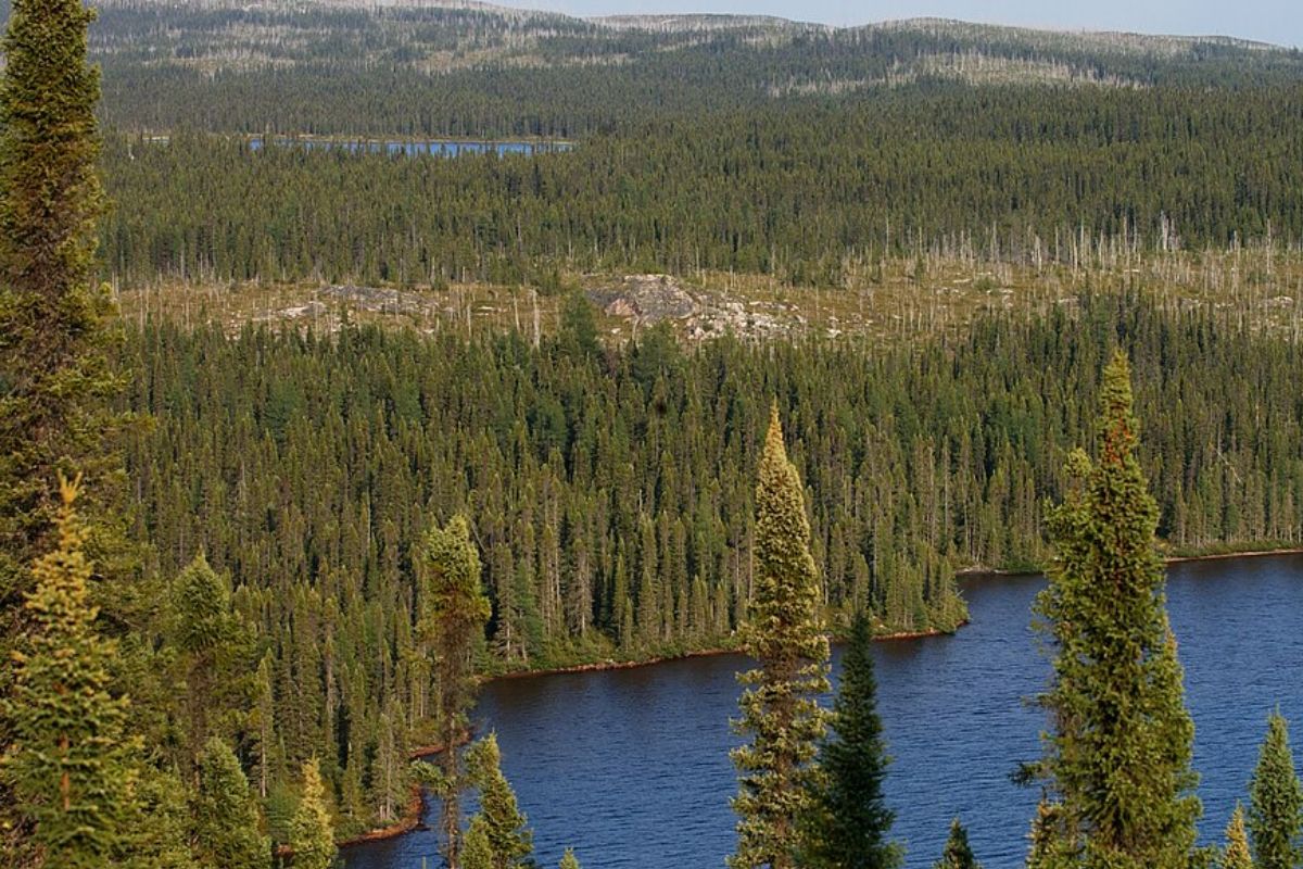 Reflorestar a borda boreal do Canadá pode capturar até 19,4 Gt de CO₂, cinco vezes as emissões nacionais, mas incêndios, mudas mortas e permafrost podem virar o jogo