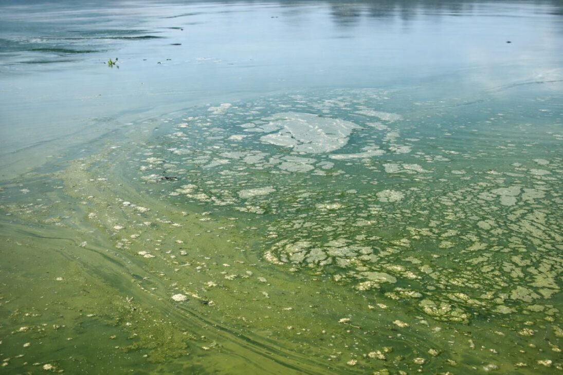 En el Río Tietê, la eutrofización avanza, peces aparecen muertos, el turismo en el Río Tietê se desploma y las usinas de caña de azúcar entran en el centro de la crisis.