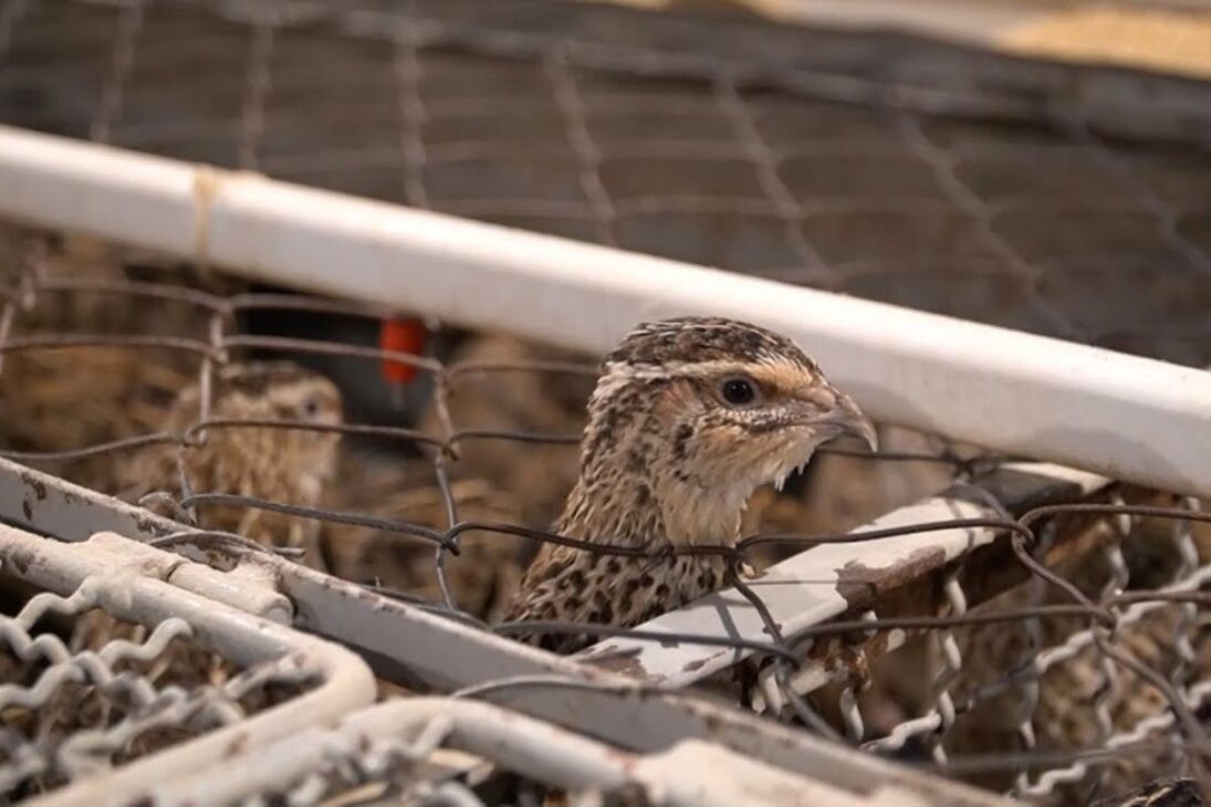 En Santa Catarina, la codorniz une producción de codorniz, carne de codorniz y huevo de codorniz en una cadena integrada del campo al plato.
