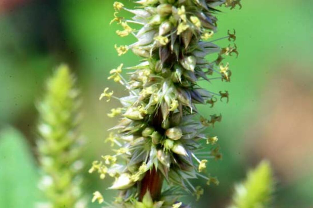 En el rancho del desierto, la planta amaranto-palmer deja de ser maleza y se convierte en herramienta para elevar y proteger carbono orgánico del suelo, usando manejo de cobertura, control de semillas y biomasa sin riego.